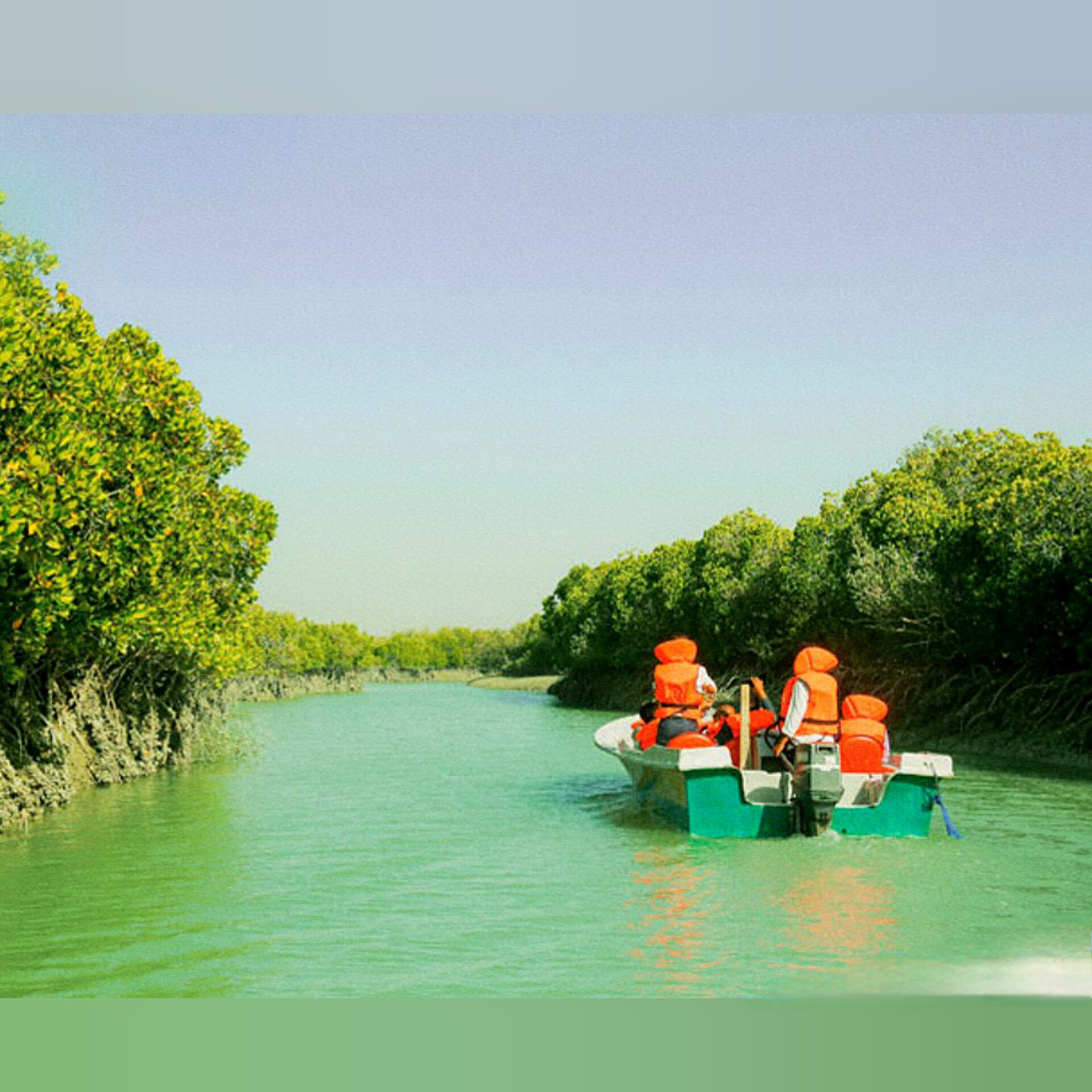 Mangrove Forest-Qeshm Island Wellness Tourism Project